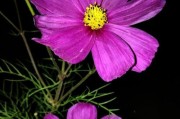 荣耀7手机拍照（领先市场的高品质镜头技术让你成为摄影大师）