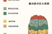 大脑不对称对人类认知的影响（解析大脑不对称对思维、情绪和行为的影响及其神经基础）